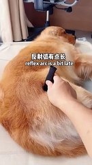 狗狗：什么东西扎我？What stabbed me？ #retriever #pets #puppy #goldenretrieverpuppy