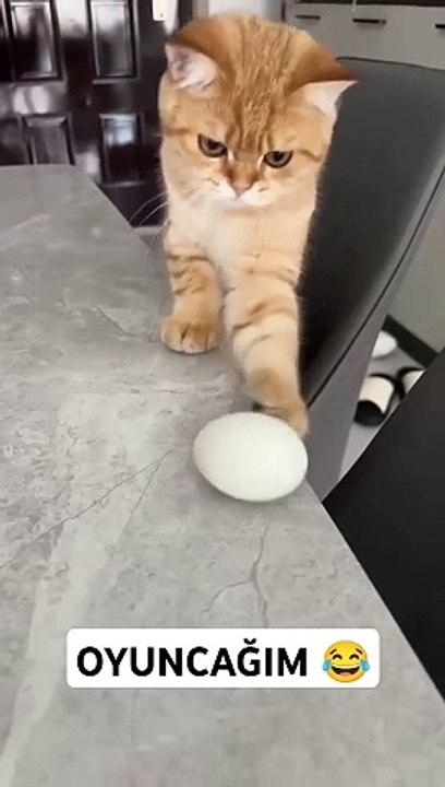 Oyuncağım  #cat #comedy #keşfet #keşfetbeniöneçıkar #funny #funnyvideo #kedi