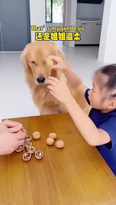 小主人敲它可以，男主人敲它就生气的狗狗The little girl can knock on her head, but she gets angry when Daddy knocks