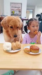 狗狗：嘿嘿！我吃上月饼了...Dog_ Almost didn't eat it #pets #funny #goldenretriever  #yourdog