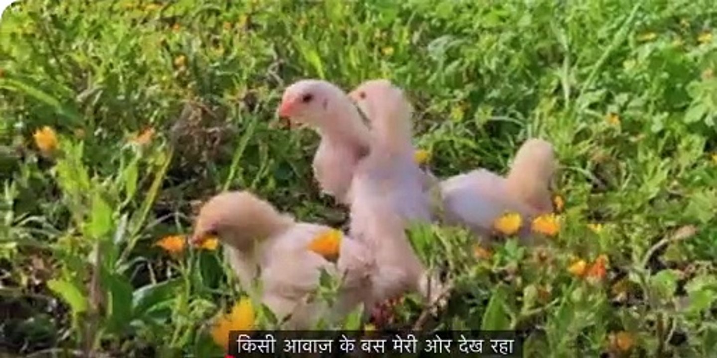 Short story for kids in Urdu Video