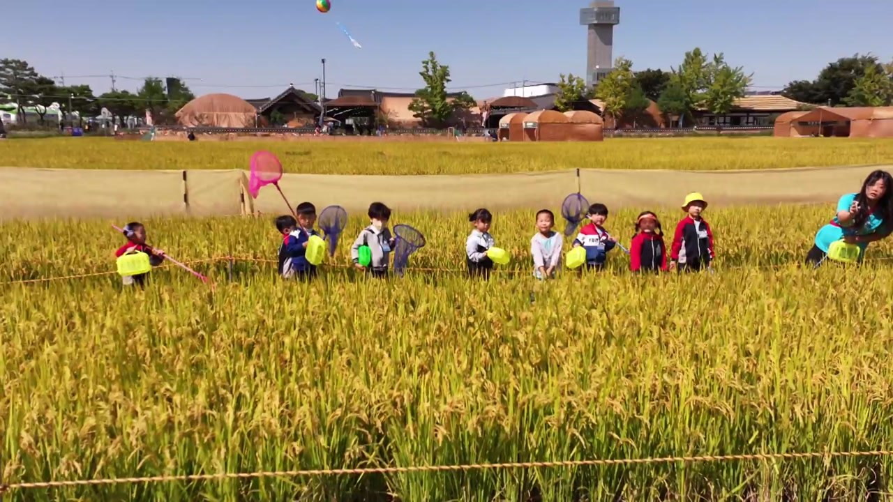 가을 정취 가득 곡창 지대 김제...지평선 축제 개막 / YTN