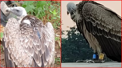 కెమెరా, జీపీఎస్‌ ట్రాకర్‌తో భద్రాద్రి జిల్లాలో వాలిన రాబందు - చివరకు ఏం జరిగిందంటే?