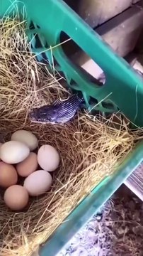 A scene where a snake drinks eggs and struggles to escape #viral #videos #cartoon