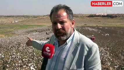 Pamuk Üreticileri Cumhuriyet Tarihinin En Sıkıntılı Dönemini Yaşıyor