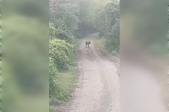 VIDEO: पहले दिन बाघिन ST- 9 के दीदार कर पर्यटक हुए रोमांचित, 3 महीने बाद खुला है सरिस्का