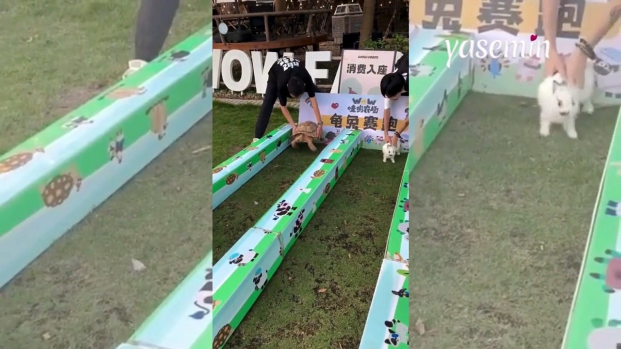 Gerçek hayatta tavşan ve kaplumbağa hikayesi nasıl olur? Hiç beklenmedi...