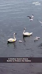 Mother Swan Protects Her Babies from Seagulls