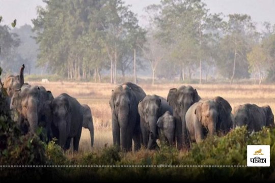 CG News: 40 हाथियों के झुंड से ग्रामीणों में दहशत, किसान भाग रहे इधर उधर, देखें Video