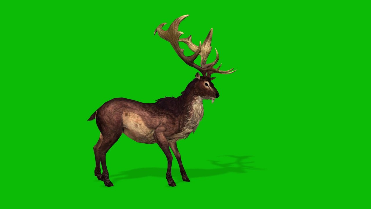 Deer Green Screen 4K