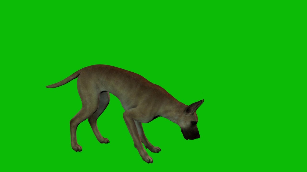 Dog bark Green Screen 4K