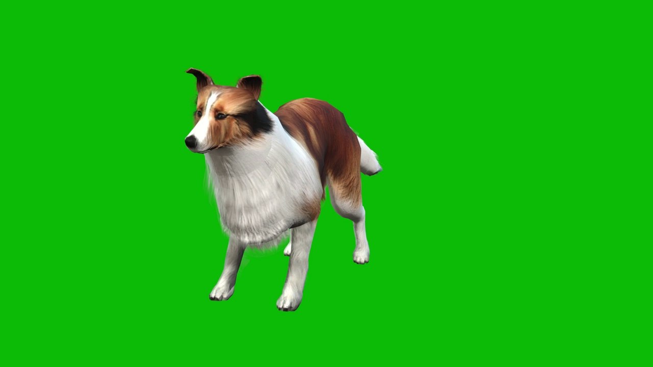 Dog Green Screen 4K