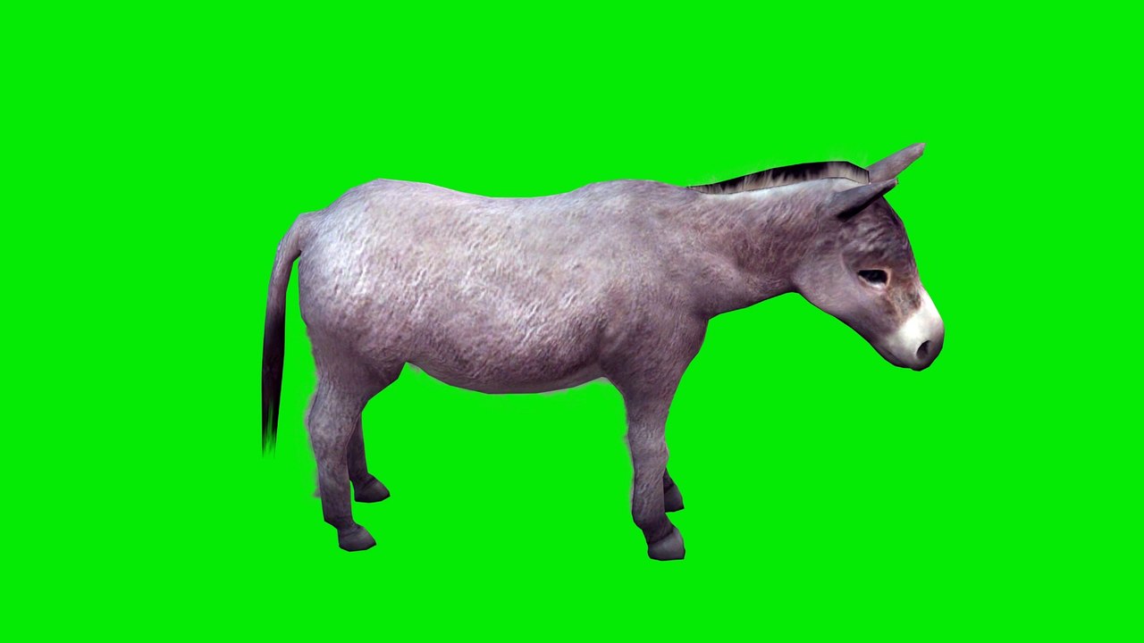 Donkey Green Screen 4K