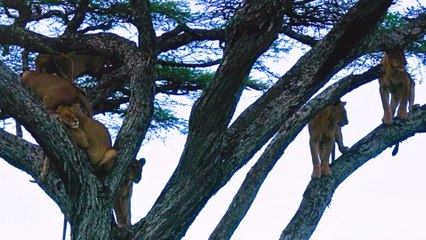 Atemberaubendes Video zeigt acht Löwen, die auf einem Baum lümmeln, während sie nach frischer Beute Ausschau halten