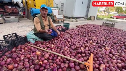 Yozgat'ta Mor Soğan Hasadı Tamamlandı, Fiyatları Arttı