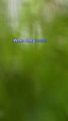 Islamic video quran In English Translation