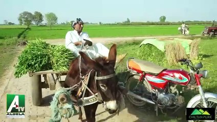 Village connection Goga Pasroori and Saleem Albela Comedy act in village(480P)
