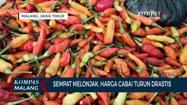 Sempat Melonjak, Harga Cabai Turun Drastis
