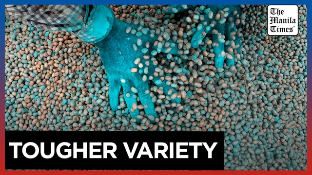 In India, warming climate pressures scientists to keep developing tougher seeds