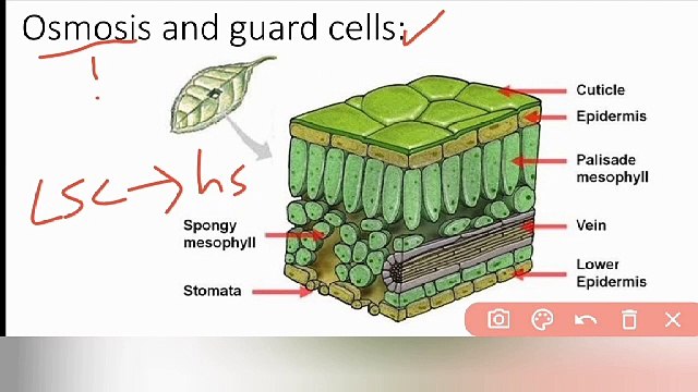osmosis and guard cells class 9 Biology in Urdu / in Hindi | Lec #23 | cells and tissues | chp # 4