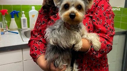 Vrouw koopt Yorkshire Terrier puppy van fokker en ontdekt dat ze een grote fout heeft gemaakt