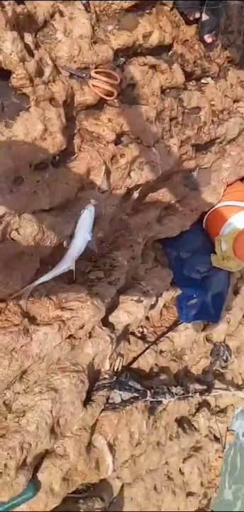 sunaab/pompano fish /fishing video /CHARNA ISLAND