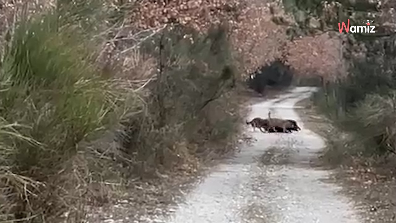 Man laat zijn hond uit: hij kan niet zo snel verwerken wat hij onderweg ziet (video)