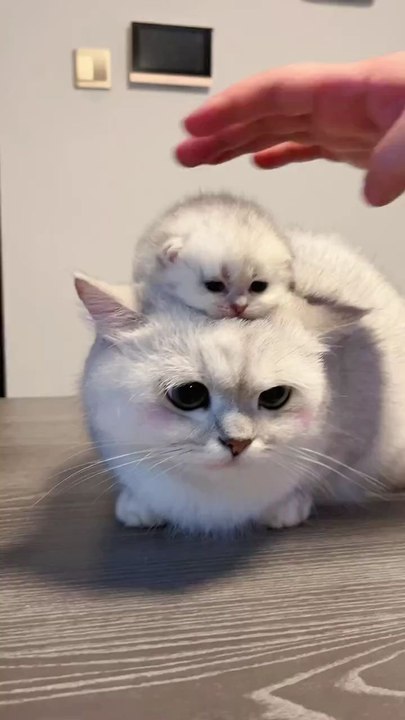 Cute cat.