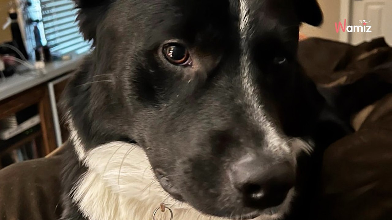 De hond maakt ze midden in de nacht wakker: ze weten het nog niet, maar hij redt een kostbaar leven