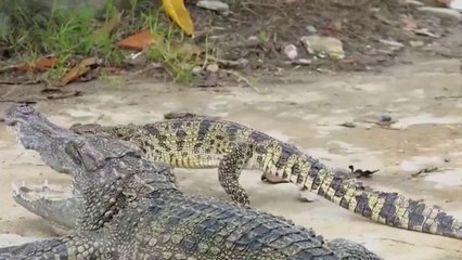 tn7-una-capacita-a-funcionarios-de-sinac-en-captura-de-cocodrilos-020924