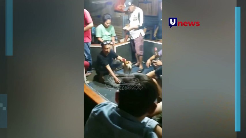 Moment Lucu Polisi Grebek Warga Sabung Ayam