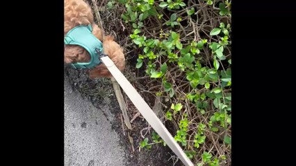 Three weeks of having a puppy - what I've learned