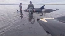 Rescuers Save Stranded Killer Whales Off Kamchatka Peninsula