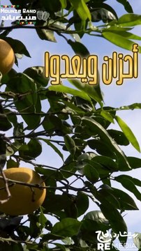 بينى وبينك أيام وينقضوا