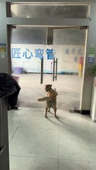 Wildlife Comedy Show: Animals Being Ridiculous