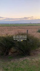 Cows are running to greet neighbors!