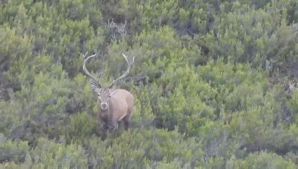 Sube el volumen del móvil y escucha la impresionante 'berrea' de dos ciervos buscando pareja en Galicia