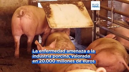 Cómo la peste porcina amenaza la preciada producción de jamón serrano en Italia