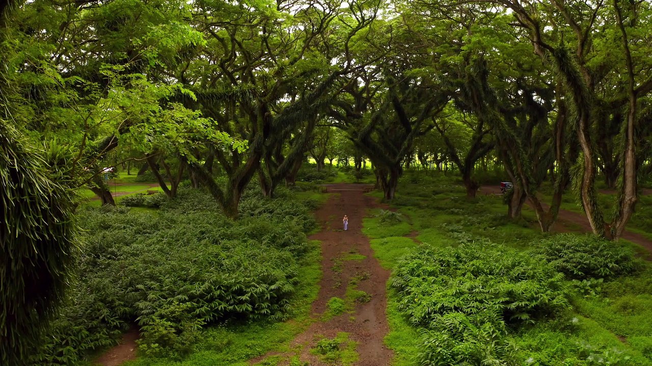 Forest (1)