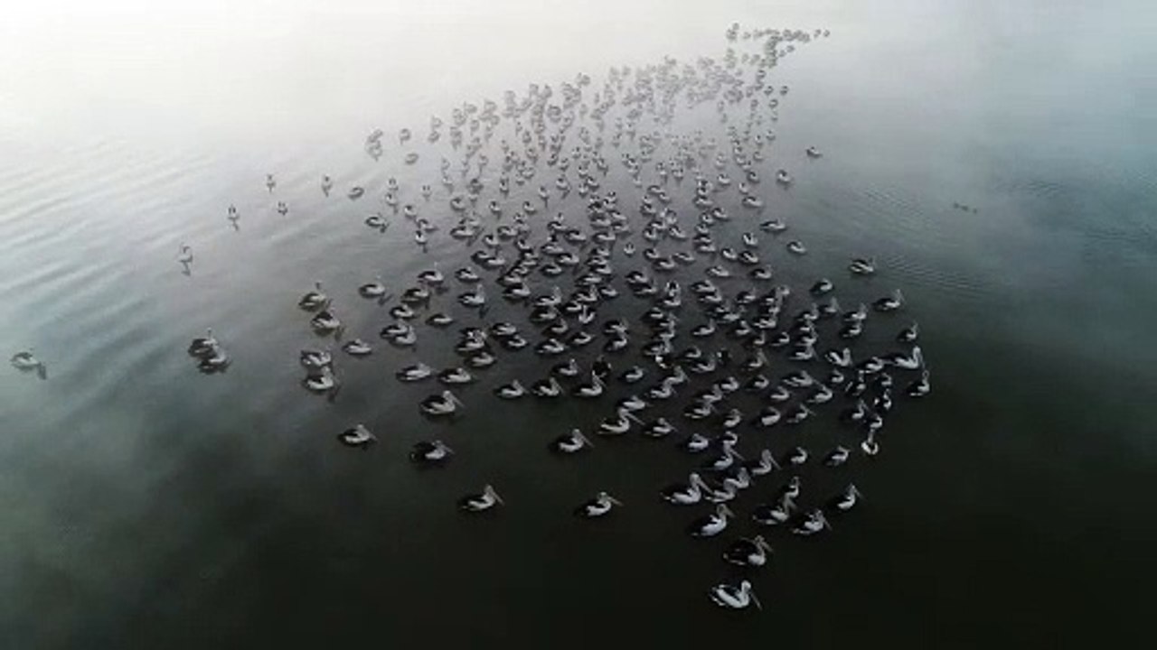 Flock