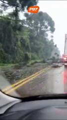 Queda de árvores interdita trechos da BR-476; motoristas devem ter cautela