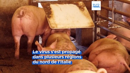 La peste porcine menace la production de prosciutto en Italie