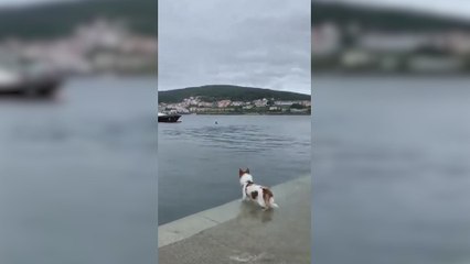Historia increíble de película: el perro que va todos los días a la orilla para saludar a este amigo acuático