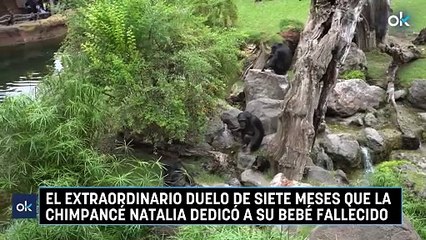 El extraordinario duelo de siete meses que la chimpancé Natalia dedicó a su bebé fallecido