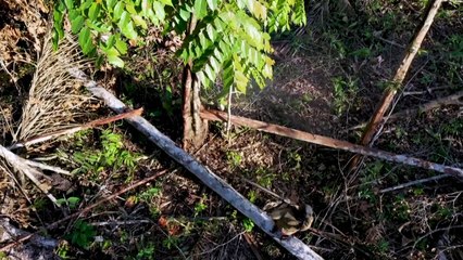 Comissão Europeia propõe adiar implementação de lei de desmatamento