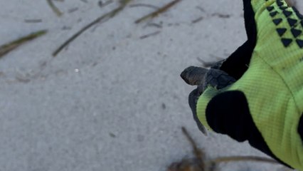 Boy rescues stranded turtle on boardwalk and releases it into the ocean safely