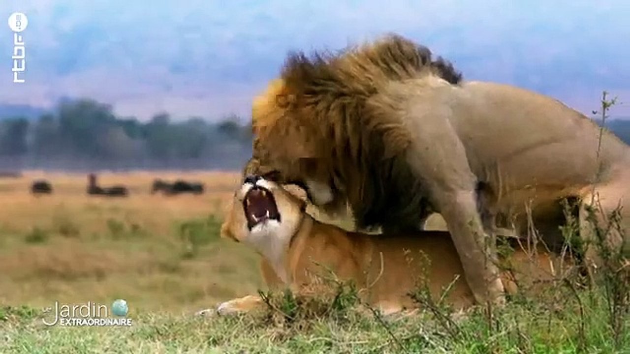 La reine lionne _ qui fait la loi en Namibie _ - Le Jardin Extraordinaire