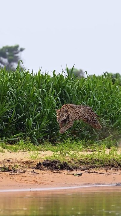 "Nature's fierce hunter: the jaguar in action."
