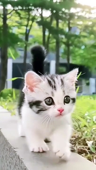 Cat 1