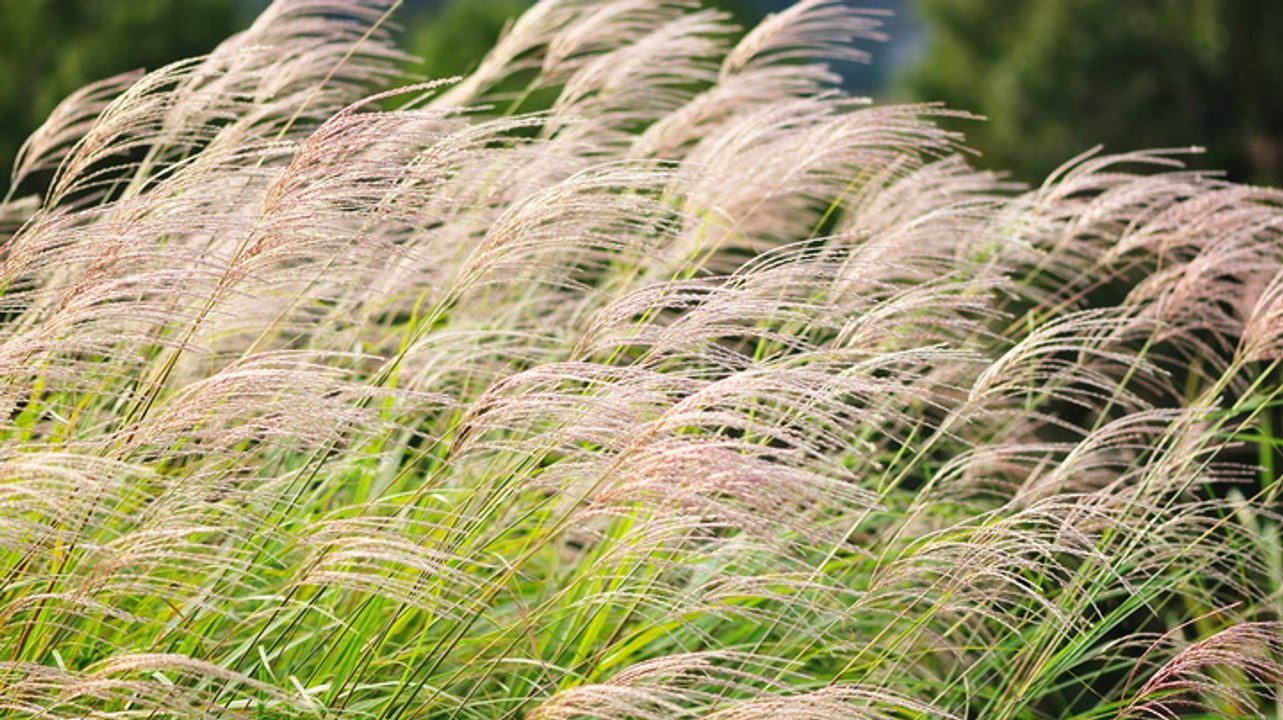 10 Plants Experts Say to Never Grow in Your Garden